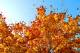 Herbstlaub - Goldene Farben im Pulsnitztal